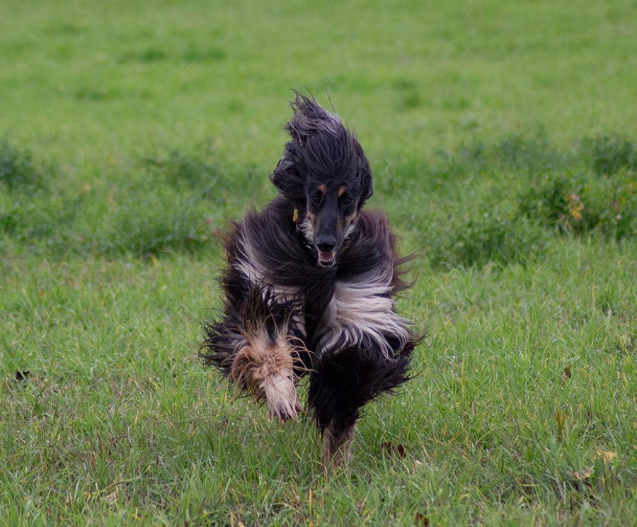 Afghanischer Windhund läuft über eine Wiese