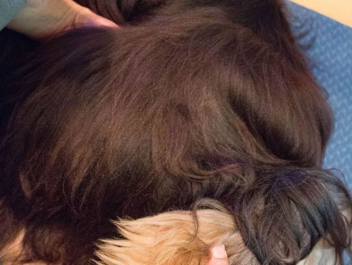 Massage am Hund